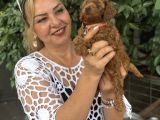 Efsane oyuncu sevimli toy poodle yavrularımız