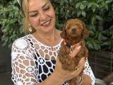 Efsane Oyuncu Sevimli Toy Poodle Yavrularımız