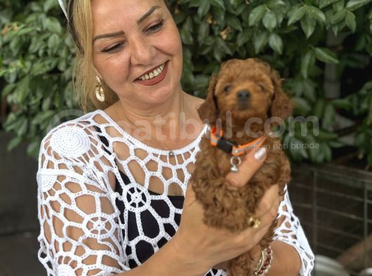 Efsane Oyuncu Sevimli Toy Poodle Yavrularımız görsel