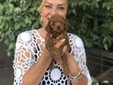 Efsane Oyuncu Sevimli Toy Poodle Yavrularımız