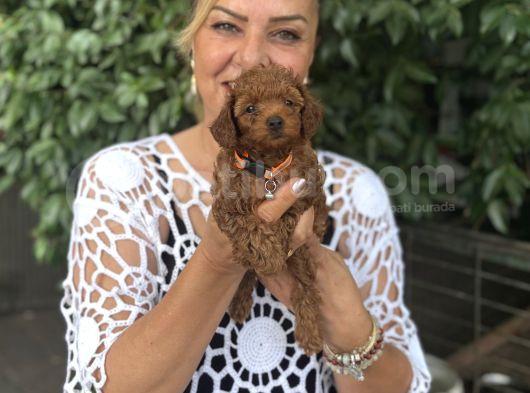 Efsane Oyuncu Sevimli Toy Poodle Yavrularımız görsel