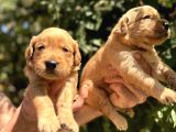 Benek yüzlü Efsane golde retriever yavrularımız