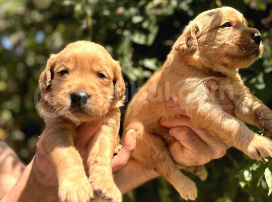 Benek Yüzlü Efsane Golde Retriever Yavrularımız