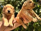 Benek Yüzlü Efsane Golde Retriever Yavrularımız