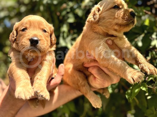Benek Yüzlü Efsane Golde Retriever Yavrularımız görsel
