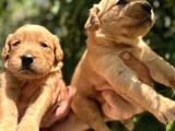 Benek Yüzlü Efsane Golde Retriever Yavrularımız