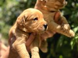 Benek Yüzlü Efsane Golde Retriever Yavrularımız