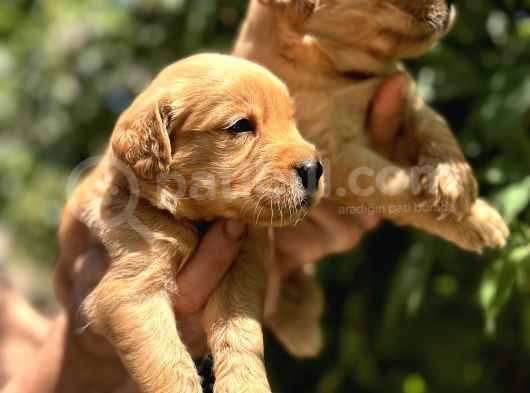 Benek Yüzlü Efsane Golde Retriever Yavrularımız görsel