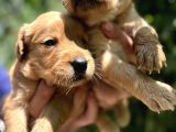 Benek Yüzlü Efsane Golde Retriever Yavrularımız