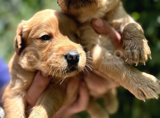 Benek Yüzlü Efsane Golde Retriever Yavrularımız görsel