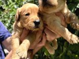 Benek Yüzlü Efsane Golde Retriever Yavrularımız