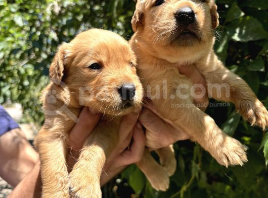 Benek Yüzlü Efsane Golde Retriever Yavrularımız görsel
