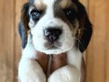 Efsane Üç Renk Beagle Yavrularımız