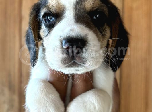 Efsane Üç Renk Beagle Yavrularımız görsel