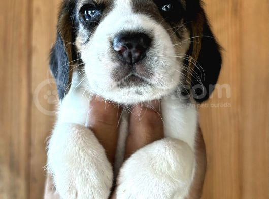 Efsane Üç Renk Beagle Yavrularımız görsel