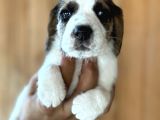 Efsane Üç Renk Beagle Yavrularımız