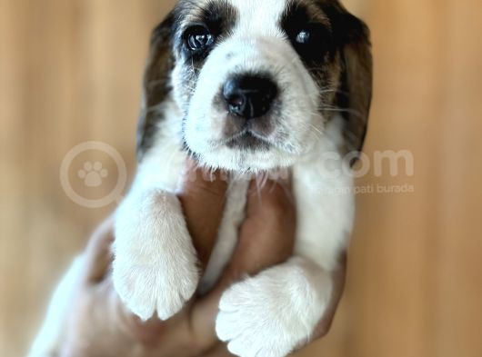 Efsane Üç Renk Beagle Yavrularımız görsel