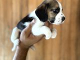 Efsane Üç Renk Beagle Yavrularımız