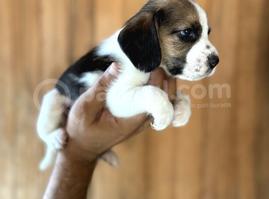 Efsane Üç Renk Beagle Yavrularımız görsel