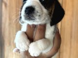 Efsane Üç Renk Beagle Yavrularımız