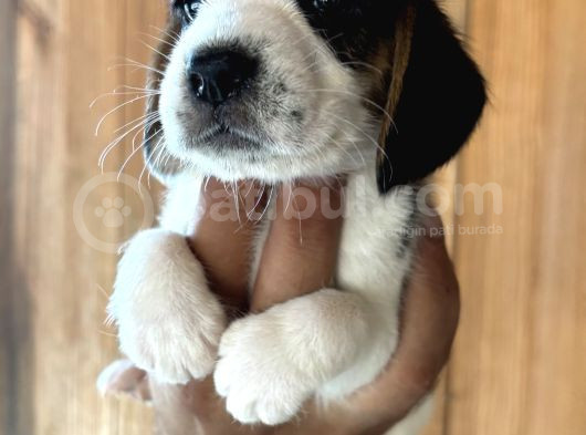 Efsane Üç Renk Beagle Yavrularımız görsel