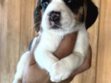 Efsane Üç Renk Beagle Yavrularımız