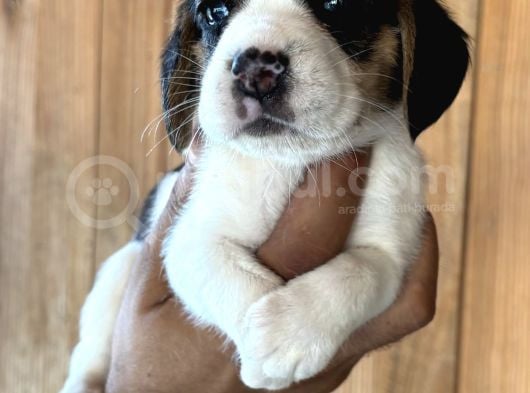 Efsane Üç Renk Beagle Yavrularımız