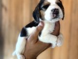 Efsane Üç Renk Beagle Yavrularımız