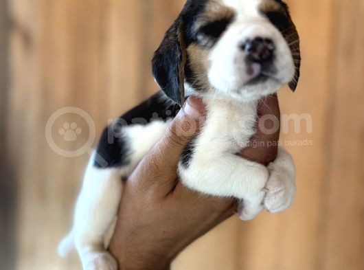 Efsane Üç Renk Beagle Yavrularımız görsel