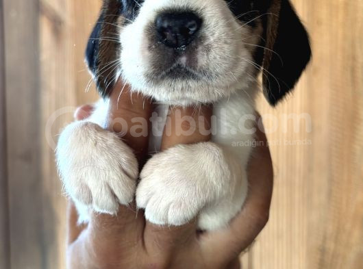Efsane Üç Renk Beagle Yavrularımız görsel