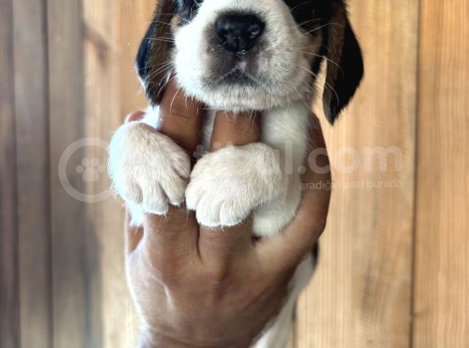 Efsane Üç Renk Beagle Yavrularımız görsel