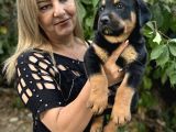 Macar Koca Kafa Efsane Rottweiller Yavrularımız