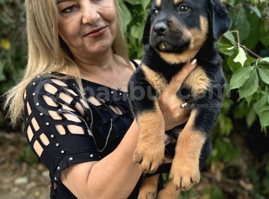 Macar Koca Kafa Efsane Rottweiller Yavrularımız görsel