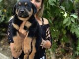 Macar Koca Kafa Efsane Rottweiller Yavrularımız