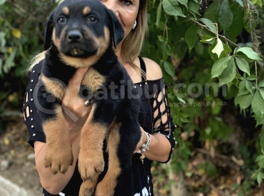 Macar Koca Kafa Efsane Rottweiller Yavrularımız görsel