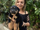 Macar Koca Kafa Efsane Rottweiller Yavrularımız