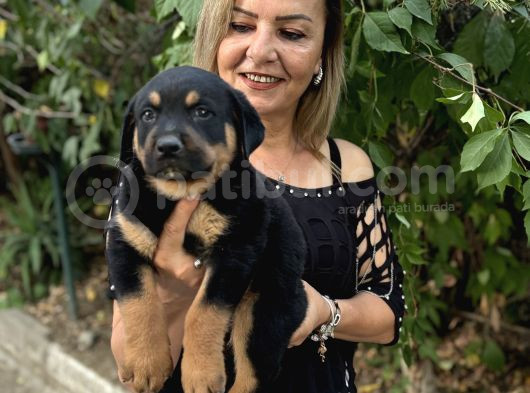 Macar Koca Kafa Efsane Rottweiller Yavrularımız görsel