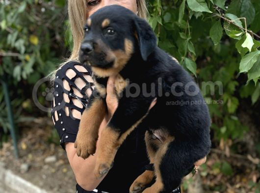 Macar Koca Kafa Efsane Rottweiller Yavrularımız görsel