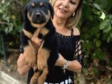 Macar koca kafa Efsane rottweiller yavrularımız