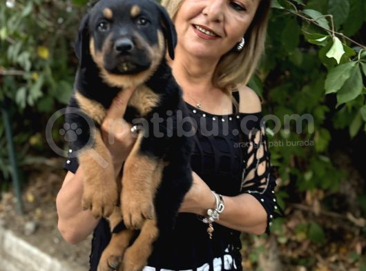 Macar Koca Kafa Efsane Rottweiller Yavrularımız