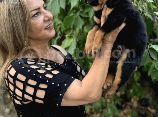 Macar Koca Kafa Efsane Rottweiller Yavrularımız görsel