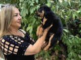 Macar Koca Kafa Efsane Rottweiller Yavrularımız