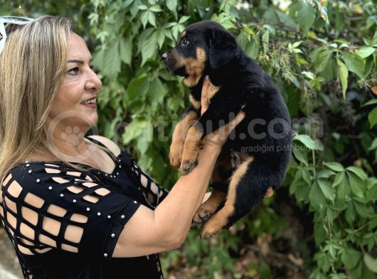 Macar Koca Kafa Efsane Rottweiller Yavrularımız görsel