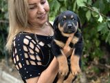 Macar Koca Kafa Efsane Rottweiller Yavrularımız