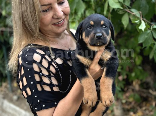 Macar Koca Kafa Efsane Rottweiller Yavrularımız görsel
