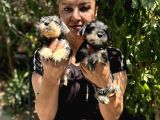 Mükemmek Minyatür Schnauzer Yavrularımız
