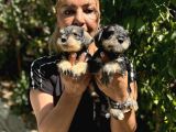 Mükemmek Minyatür Schnauzer Yavrularımız