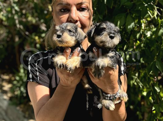 Mükemmek Minyatür Schnauzer Yavrularımız görsel