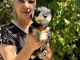 Mükemmek Minyatür Schnauzer Yavrularımız