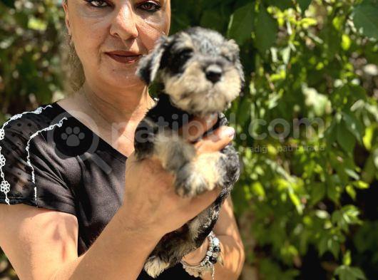 Mükemmek Minyatür Schnauzer Yavrularımız görsel